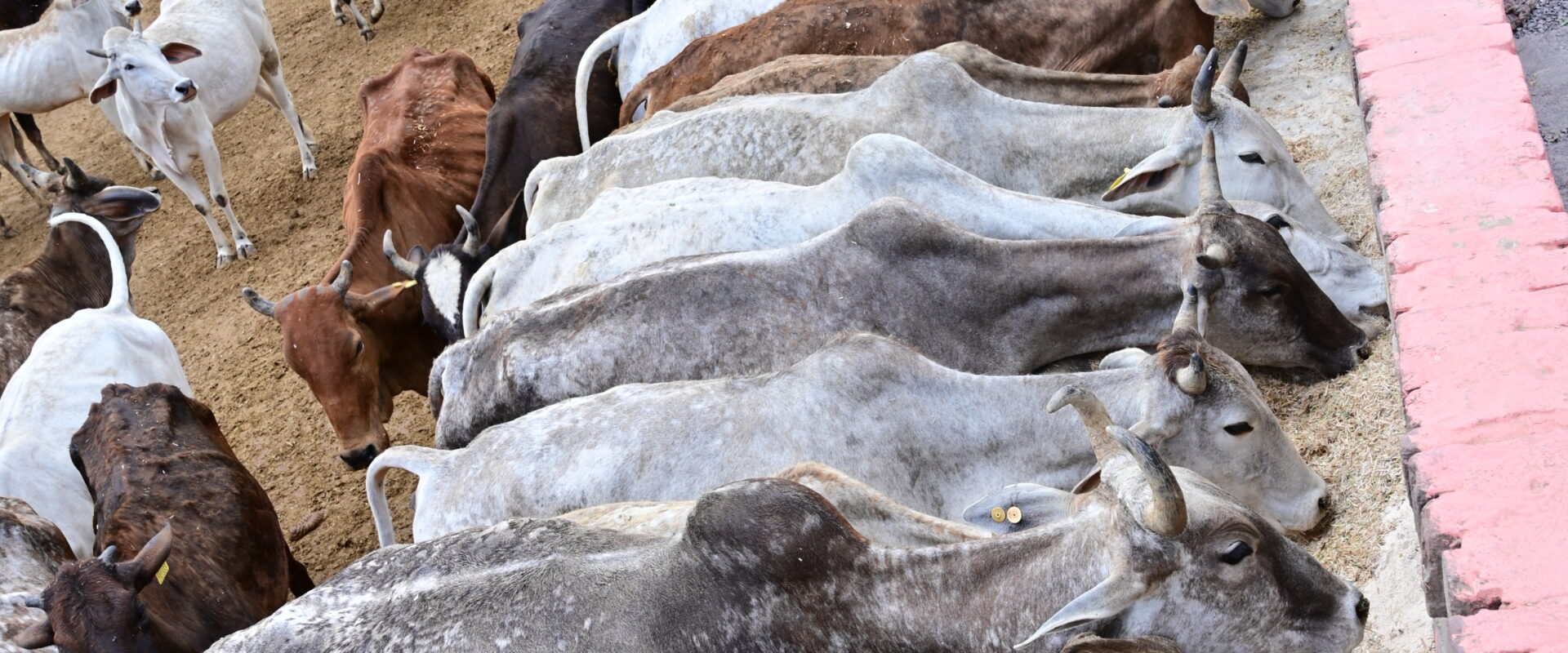 Permalink to: ADOPT A COW CAMPAIGN