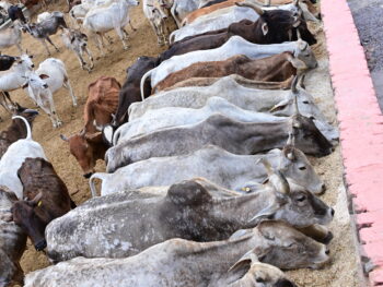 Permalink to: ADOPT A COW CAMPAIGN